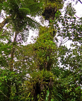 Astelia montana, dense epiphytic clumps all along a tree vertical trunk, Des Voeux Peak, Taveuni, Fiji.