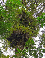 Astelia montana, heavy accumulation of humus in the multistemmed nest epiphytic clumps, Des Voeux Peak, Taveuni, Fiji.