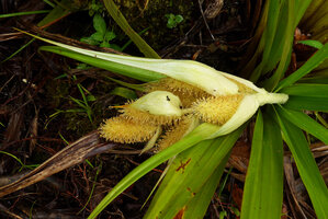 Astelia montana, male inflorescence with white bracts of this dioecious species, Des Voeux Peak, Taveuni, Fiji.