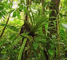 Astelia montana, young still not basally branched  individual with thebasal sheaths of the rosetted leaves accumulating water and plant debris like a tank Bromeliad, Des Voeux Peak, Taveuni, Fiji.