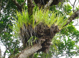 Astelia neocaledonica, a huge much branched clump accumulating a heavy load of humus, Mount Aoupinie, New Caledonia