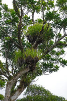 Astelia neocaledonica, epiphytic clumps, Mount Aoupinie, New Caledonia
