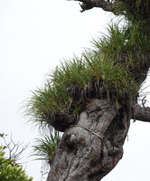Astelia neocaledonica, epiphytic clumps on dead tree, Mount Aoupinie, New Caledonia
