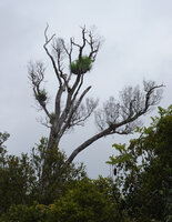 Astelia neocaledonica, epiphytic clumps persisting on the branches of a dead tree thanks to water and humus accumulation in the funnel shaped rosettes, Mount Aoupinie, New Caledonia
