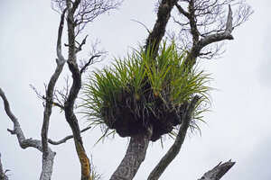 Astelia neocaledonica, epiphytic living clump on dead tree thanks to water and humus accumulation in the funnel shaped rosettes, Mount Aoupinie, New Caledonia