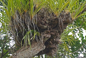 Astelia neocaledonica, imbricate sheathing leaf bases accumulating water and humus and oblique growth of the stems at the origin of the expanding clump, Mount Aoupinie, New Caledonia