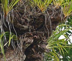 Astelia neocaledonica, oblique growth of the stems thickened due to the persistant dead leaf bases thus creating huge amounts of humus, Mount Aoupinie, New Caledonia