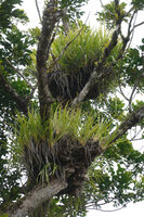 Astelia neocaledonica, two much basally branched epiphytic clumps, Mount Aoupinie, New Caledonia