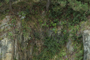 Aster spathulifolius and Cyrtomium falcatum on a vertical cliff in their sea spay exposed habitat, Igidae Park, Busan, South Korea