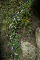 Aster spathulifolius flowering in its sea spay exposed habitat, Igidae Park, Busan, South Korea
