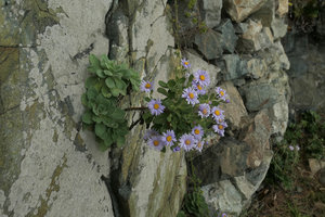 Aster spathulifolius installed in a vertical fissure of a sea exposed rock, Igidae Park, Busan, South Korea