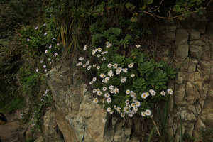 Aster spathulifolius, purple and white flowering forms, Igidae Park, Busan, South Korea