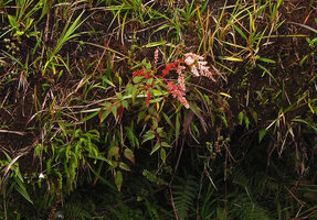 Astilbe papuana in wet savanna, 3000 m asl, Hela, Tari, Papua New Guinea