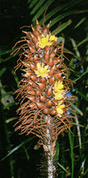 Astrocaryum paramaca, yellow flower mimic of the fleshy capsular fruit opening at pericarp and exposing the central embedded seed, Nouragues CNRS field station, French Guyana