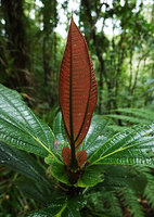 Astronidium miraculum-dei, young red anthocyanic leaves with prominent pseudostipular outgrowths at petiole base, Imbu Rano, Kolombangara, Solomon Islands