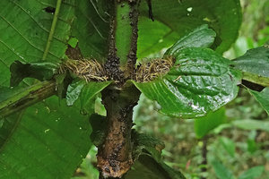 Astronidium miraculum-dei, setose bristly structures emerging from the pseudostipular or pseudoligular leafy structures, maybe involved in nutrients absoption like aerial roots, Imbu Rano, Kolombangara, Solomon Islands