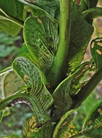 Astronidium miraculum dei, pseudostipular or pseudoligular parallel nerved leafy outgrowths, Imbu Rano, Kolombangara, Solomon Islands