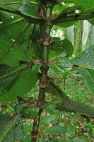 Astronidium miraculum dei, setose bristly structures emerging from the pseudostipular or pseudoligular leafy structures at the base of the petioles, Imbu Rano, Kolombangara, Solomon Islands
