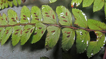 Athyrium otophorum sori, Yamaguchi, Japan