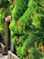 Atlas Mall, vertical garden by Patrick Blanc, part of the façade with Kniphofia in full bloom, Tehran