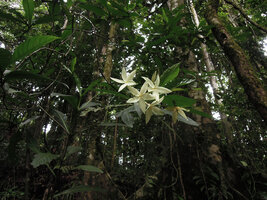 Atractocarpus decorus, flowering branch, Karawari, Sepik, Papua New Guinea