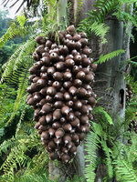 Attalea cohune, hanging infructescence, Candelaria, Guatemala