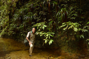 Patrick Blanc at the base of a seeping rock covered by Xyris grandis and an almost monocaulous shrubby Phyllagathis species related to the Malayan P. tuberculata, Harau valley, West Sumatra, Dec. 2016