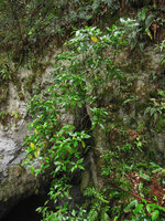 Aucuba japonica on a vertical limestone cliff, cave entrance, Yamaguchi, Japan