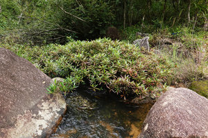 Augusta rivalis, densely branched individual in fast flowing stream, Mountain Pine Ridge Reserve, Belize
