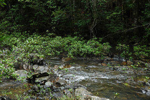 Augusta rivalis, dense population of this strictly rheophytic species in fast flowing stream, Mountain Pine Ridge Reserve, Belize
