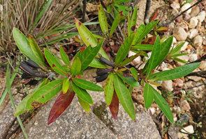 Augusta rivalis, dry capsular fruit with persistant sepal lobes, Mountain Pine Ridge Reserve, Belize