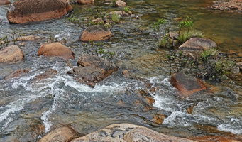 Augusta rivalis in its rheophytic habitat, Mountain Pine Ridge Reserve, Belize
