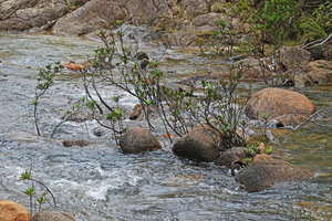Augusta rivalis in its rheophytic habitat, the base firmly fixed among the river rocks, Mountain Pine Ridge Reserve, Belize