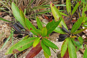 Augusta rivalis, ripe dry capsular fruit with persistant sepal lobes, Mountain Pine Ridge Reserve, Belize