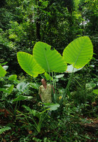 Patrick Blanc among the leaves of Colocasia indica, Hinboun, Laos, mai 2012