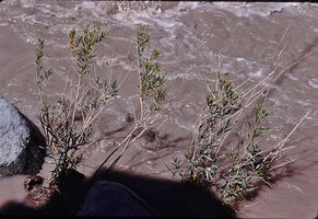 Baccharis salicifolia as a shrubby rheophyte, Cajon del Maipo, Santiago, Chili