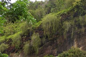 Baeckea frutescens as weeping shrub on seeping rock, Harau valley, West Sumatra