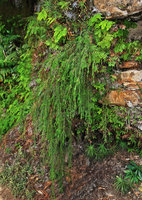 Baeckea linifolia, cascading from a cliff, Wentworth Falls, NSW, Australia