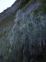 Baeckea linifolia, flowering drooping branches on a seeping cliff, Blue Mountains, NSW, Australia