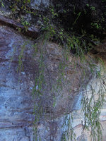 Baeckea linifolia hanging vertically from a seeping cliff ledge, Blue Mountains, NSW, Australia