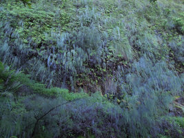 Baeckea linifolia population flowering on a vertical seeping cliff, Blue Mountains, NSW, Australia