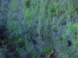 Baeckea linifolia population hanging vertically on a seeping cliff, Blue Mountains, NSW, Australia