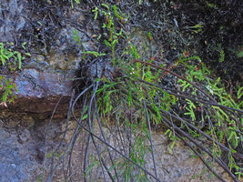 Baeckea linifolia producing a ligotuber fixed by the roots at a seeping cliff ledge, Blue Mountains, NSW, Australia