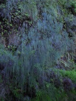 Baeckea linifolia, weeping flowering branches, Blue Mountains, NSW, Australia