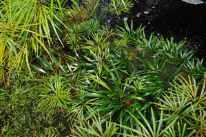 Bakoa lucens and Dipteris lobbiana as rheophytes, Bako NP, Sarawak, Borneo