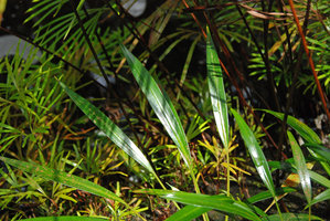 Bakoa lucens, detail of the shiny leaf surface with its wide midrib, Bako NP, Sarawak, Borneo
