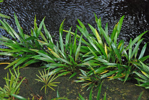 Bakoa lucens, population on sandstone surface, Bako NP, Sarawak, Borneo