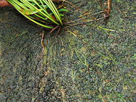 Bakoa lucens, roots adhering firmly to the rock surface, Bako NP, Sarawak, Borneo