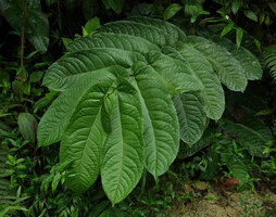Banara regia, plagiotropic branch with huge alternate asymmetric leaves, Mashpi FR, Pichincha, Ecuador