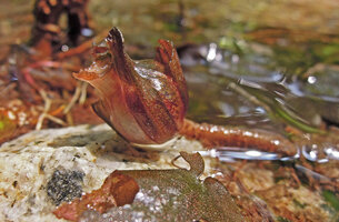 Barclaya kunstleri, berried fruit protected by sepals, Selangor, Malaysia